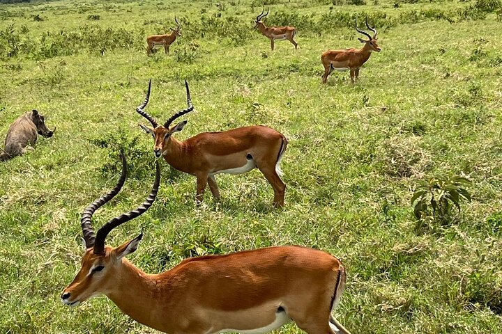 Half Day Private Tour to Lake Nakuru National Park