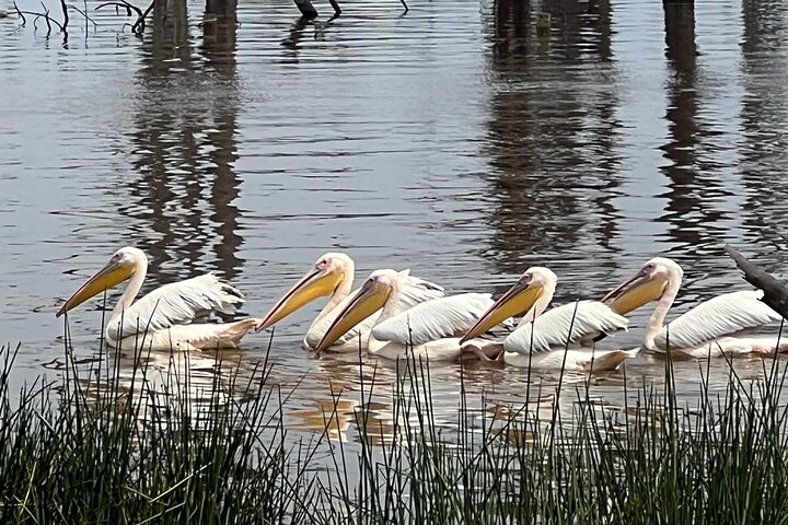 Half Day Private Tour to Lake Nakuru National Park