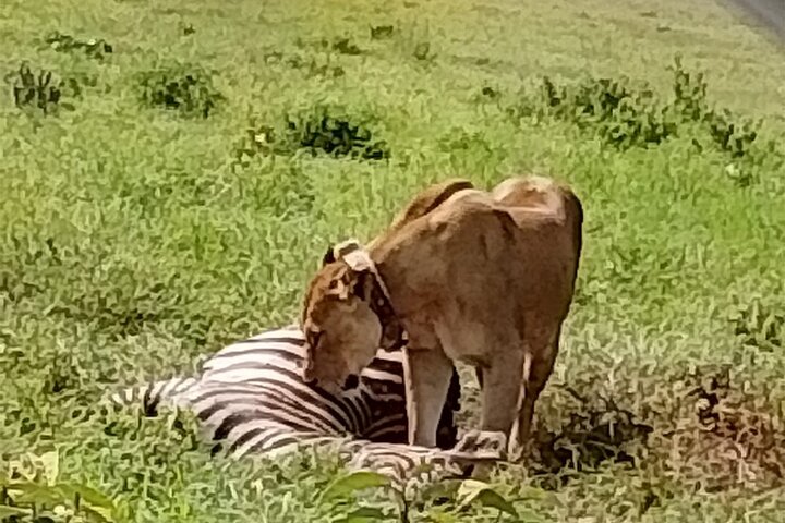 Half Day Private Tour to Lake Nakuru National Park