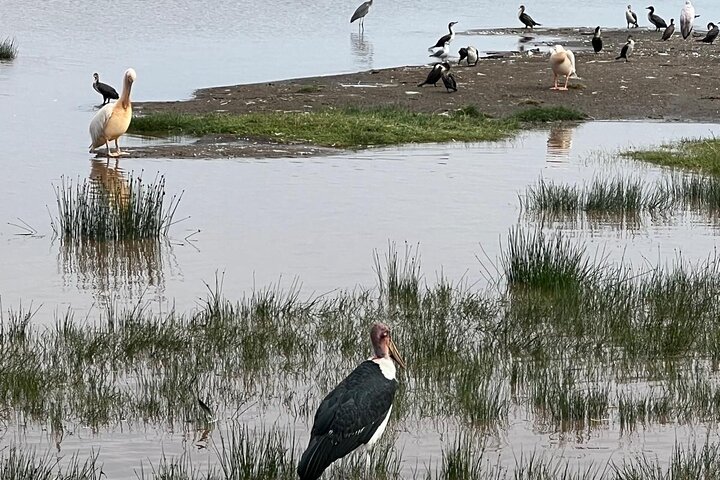Full Day Safari Tour to Lake Nakuru National Park