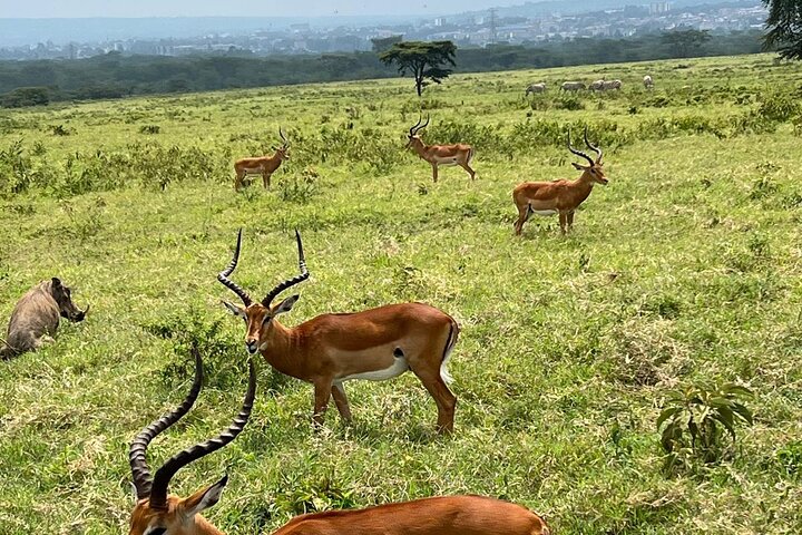 Full Day Safari Tour to Lake Nakuru National Park