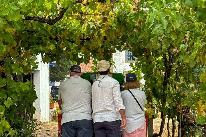 Best of the Douro in a Day: Boat, Wine and Family Lunch