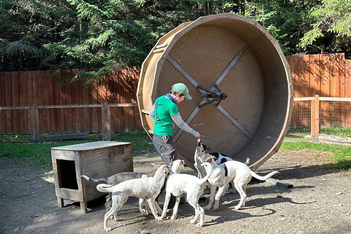 Musher's Camp® & Sled Dog Adventure in Skagway