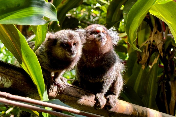 Rio: Tijuca Rainforest Hike, Wildlife, Waterfalls & Caves