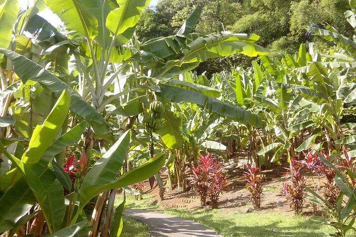 Private excursions à la carte in Martinique