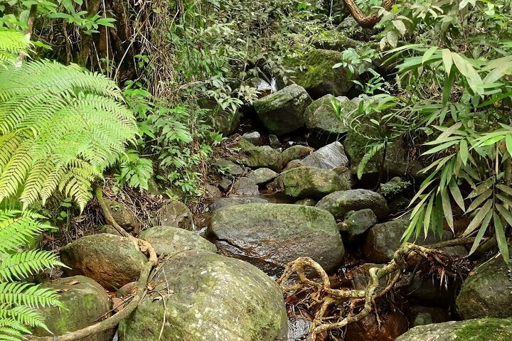 Sinharaja Rainforest Private Day Tour from Galle