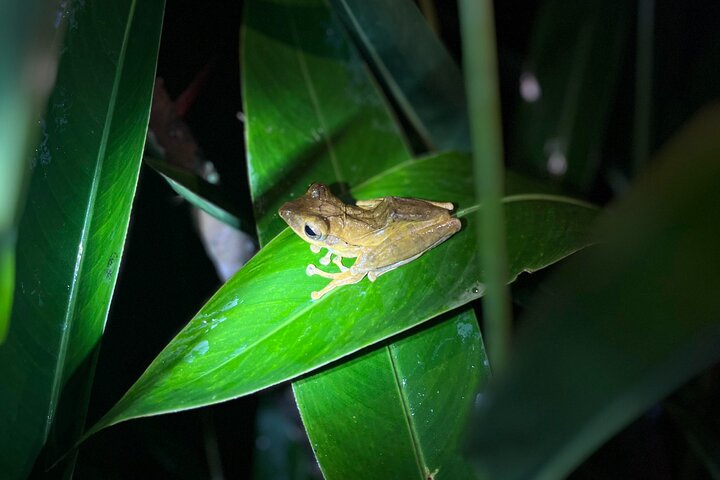Sinharaja Rainforest Private Day Tour from Galle