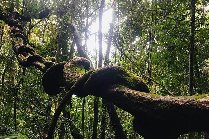 Sinharaja Rainforest Private Day Tour from Galle
