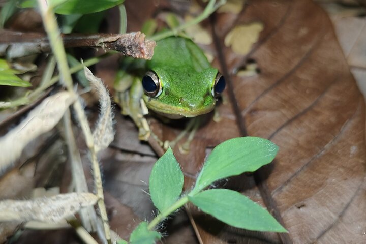 Kubah's Nocturnal Wonders Nighttime Frog Safari