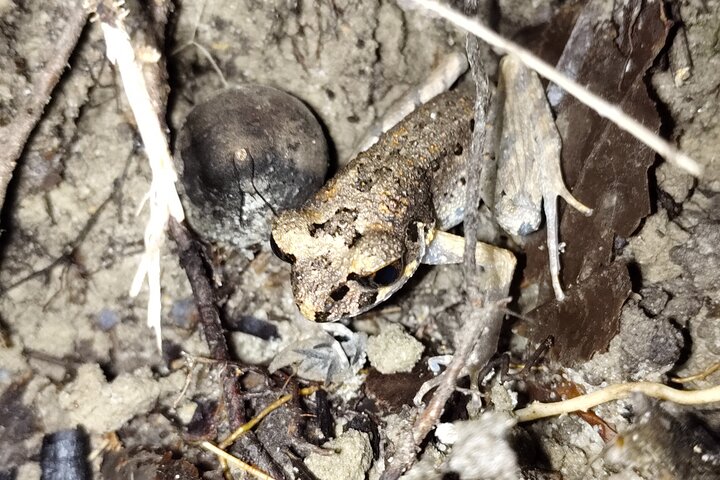 Kubah's Nocturnal Wonders Nighttime Frog Safari