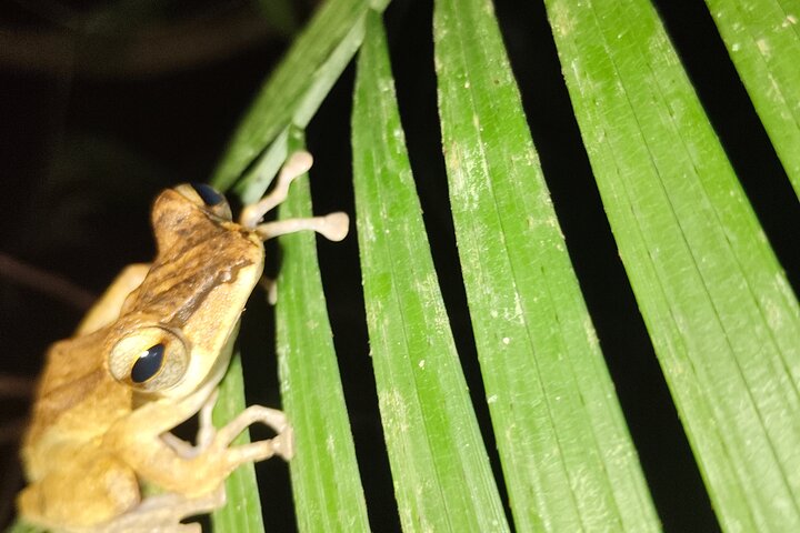 Kubah's Nocturnal Wonders Nighttime Frog Safari