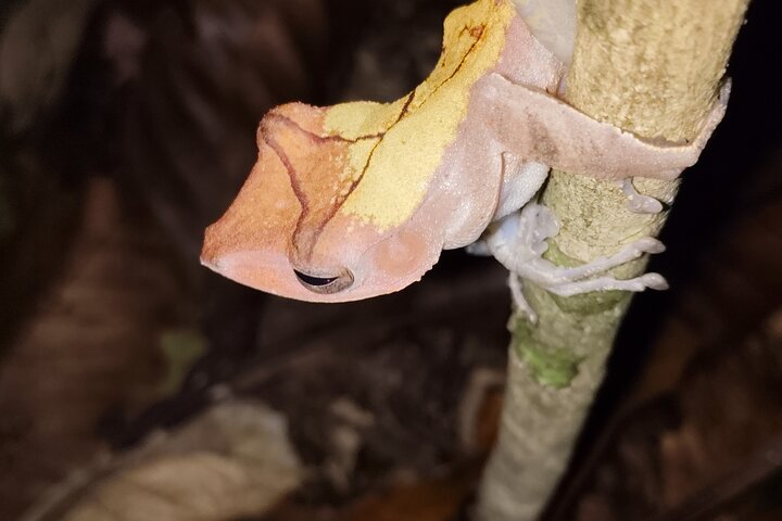 Kubah's Nocturnal Wonders Nighttime Frog Safari