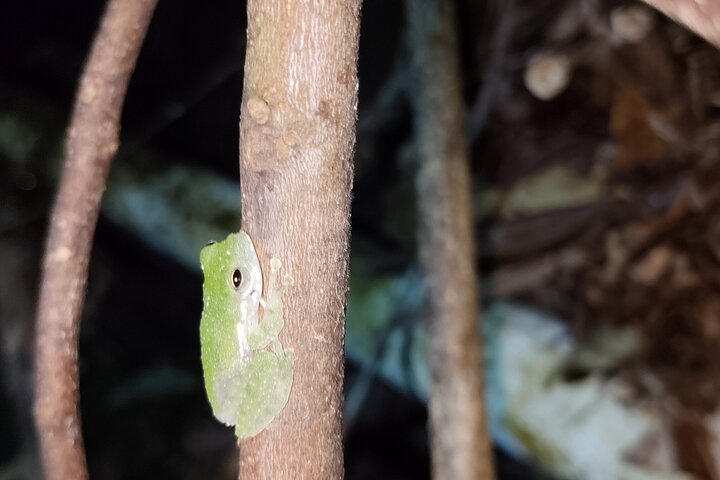 Kubah's Nocturnal Wonders Nighttime Frog Safari