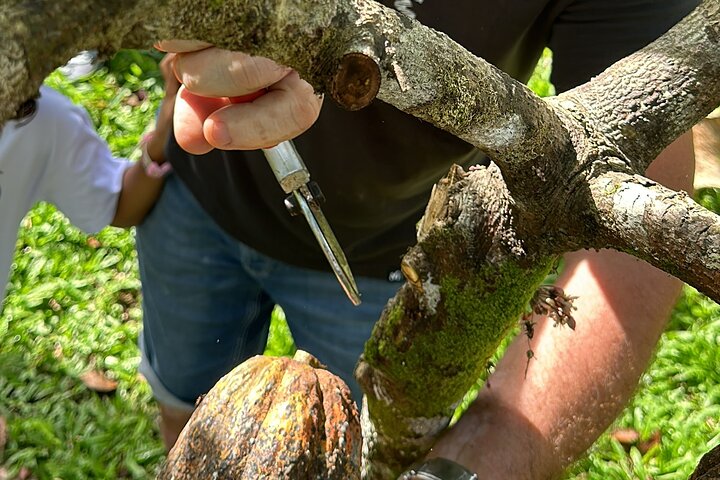 Bohol Chocolate Making and Farm Tour