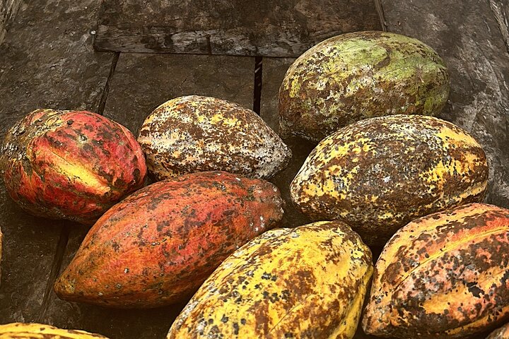 Bohol Chocolate Making and Farm Tour