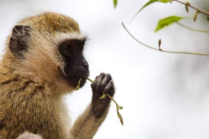 2 Days 1 Night tour to the Amboseli National Park.