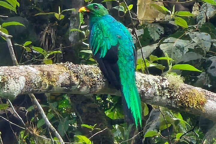 Mindo Cloud Forest: Hummingbirds, Birding & Waterfall Tour
