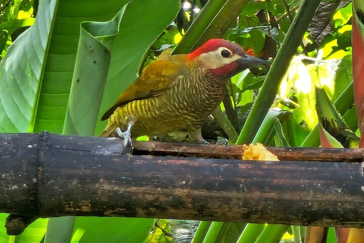 Mindo Cloud Forest: Hummingbirds, Birding & Waterfall Tour