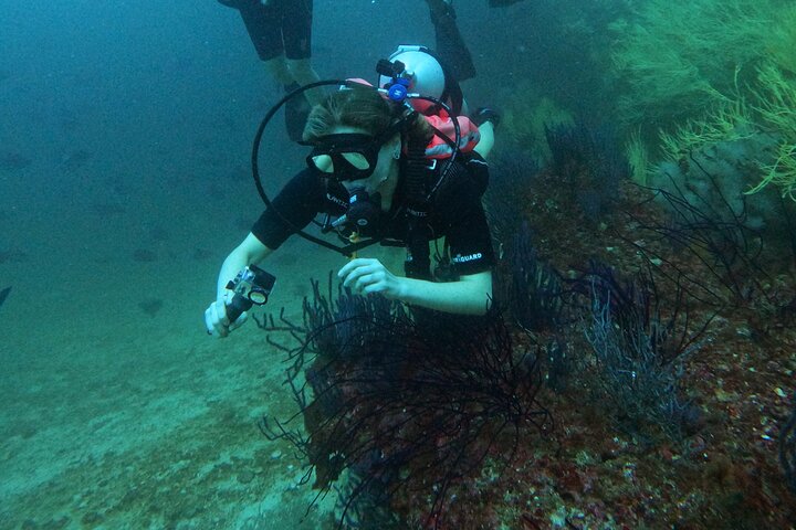 2 Dives in Oman, Dibba Musandam for certified divers