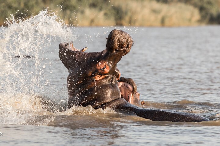 Shoreline Hippo and Crocodile Boat Cruises, iSimangaliso Wetland Park