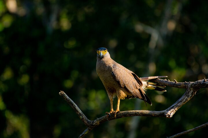 Yala National Park Safari Tours - Half Day & Full Day