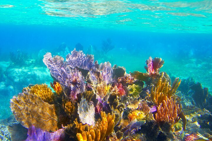 Catamaran Snorkel Adventure to El Cielo and The Money Bar Beach