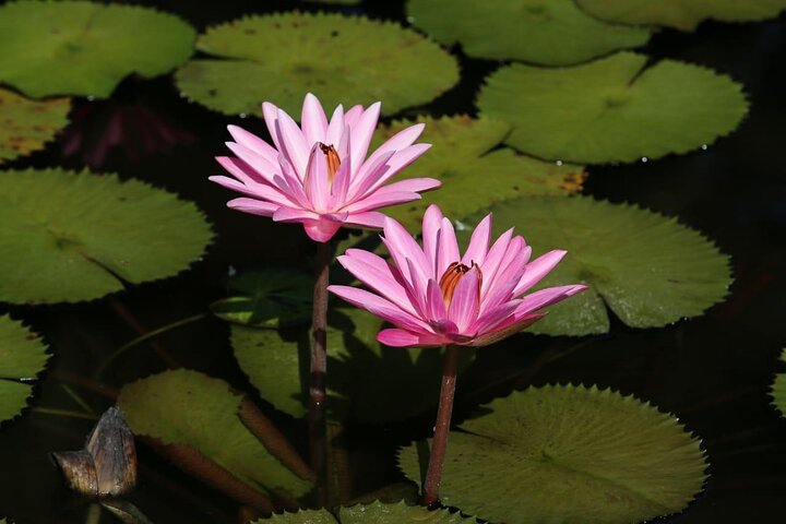 Lancetilla Botanical Garden from San Pedro Sula