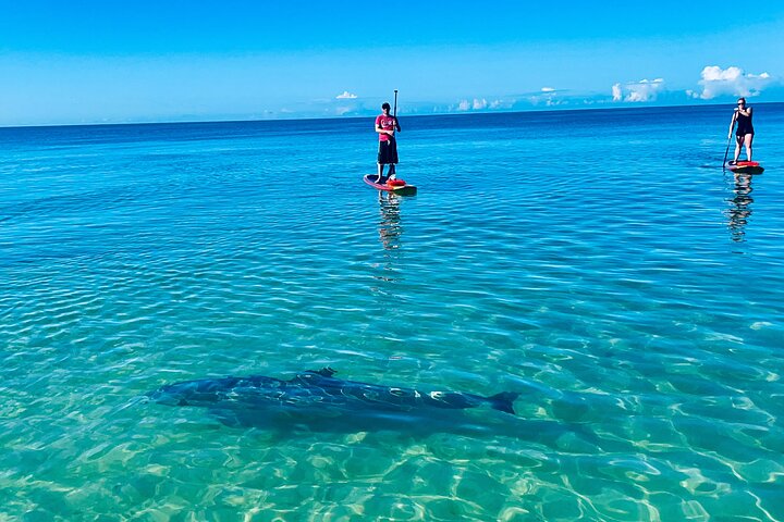Dolphin, Manatee and Sea Turtle Adventure Tour of Bonita Springs