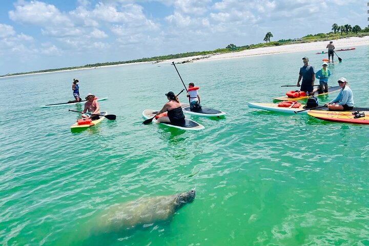 Dolphin, Manatee and Sea Turtle Adventure Tour of Bonita Springs