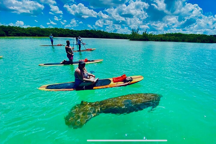 Dolphin, Manatee and Sea Turtle Adventure Tour of Bonita Springs