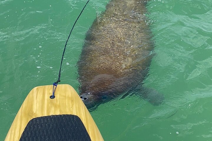 Dolphin, Manatee and Sea Turtle Adventure Tour of Bonita Springs