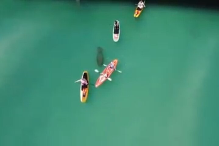 Dolphin, Manatee and Sea Turtle Adventure Tour of Bonita Springs
