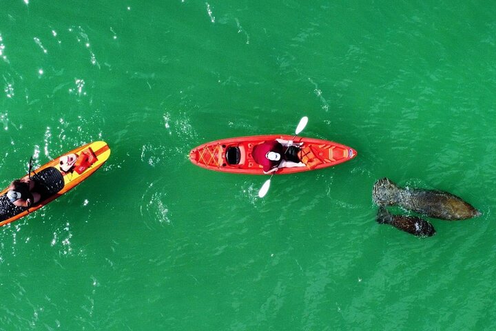 Dolphin, Manatee and Sea Turtle Adventure Tour of Bonita Springs