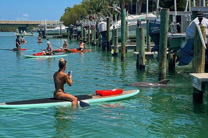 Dolphin, Manatee and Sea Turtle Adventure Tour of Bonita Springs