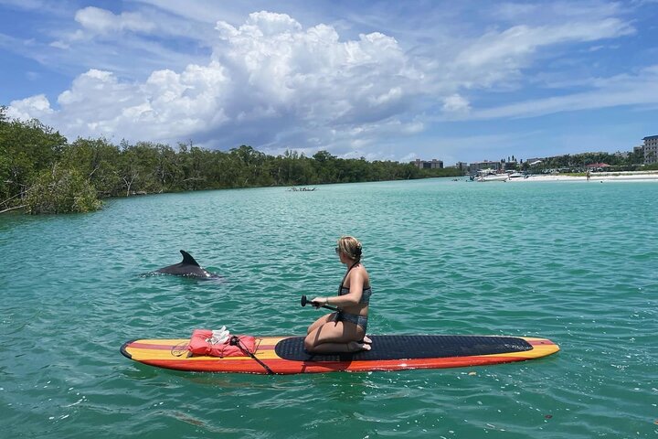 Dolphin, Manatee and Sea Turtle Adventure Tour of Bonita Springs