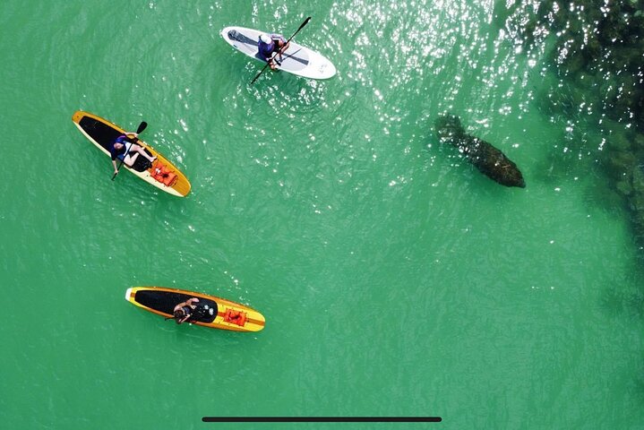 Dolphin, Manatee and Sea Turtle Adventure Tour of Bonita Springs