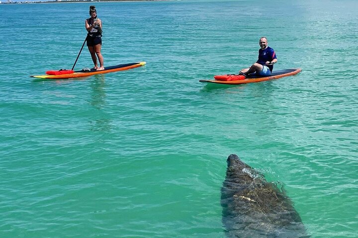 Dolphin, Manatee and Sea Turtle Adventure Tour of Bonita Springs