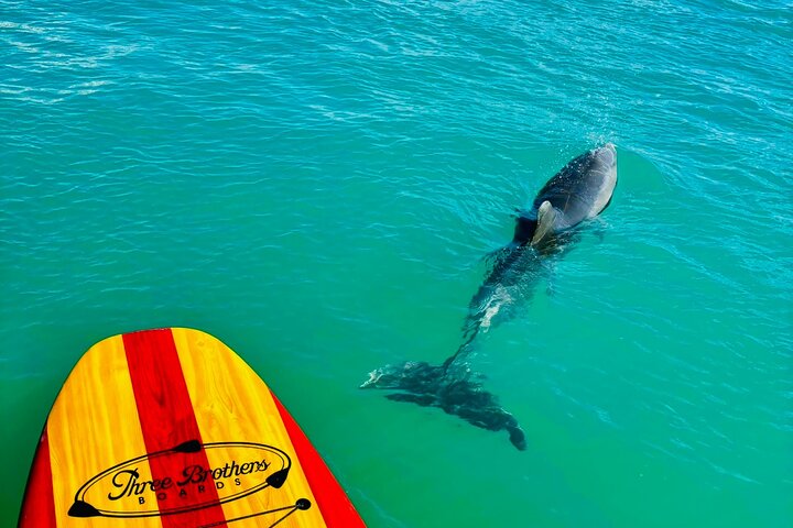 Dolphin, Manatee and Sea Turtle Adventure Tour of Bonita Springs
