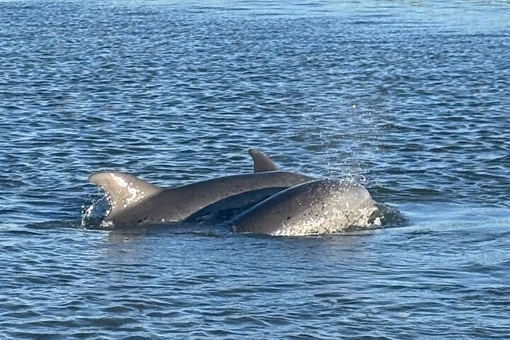 Private Folly Beach Dolphin Watching and Shelling tour