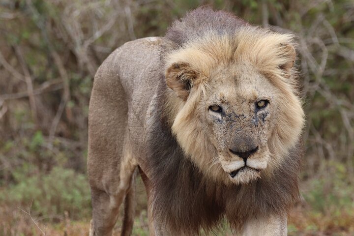 Full-Day Addo Elephant Park & Giraffe Walk