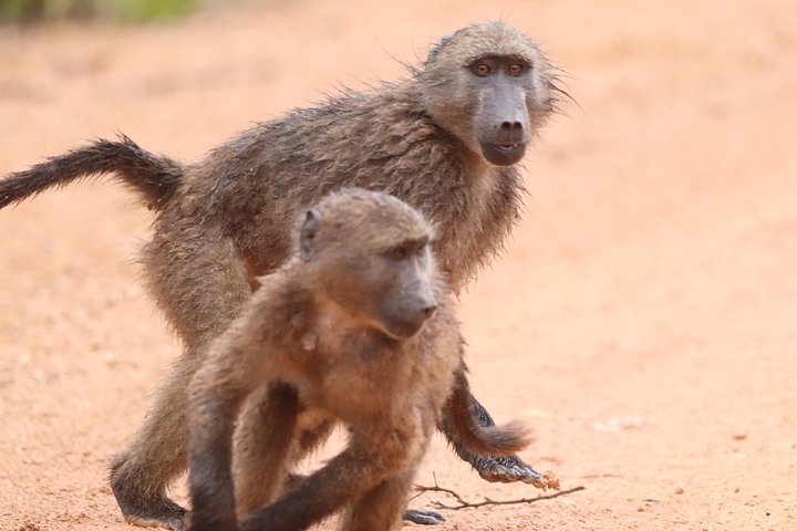 Full-Day Addo Elephant Park & Giraffe Walk