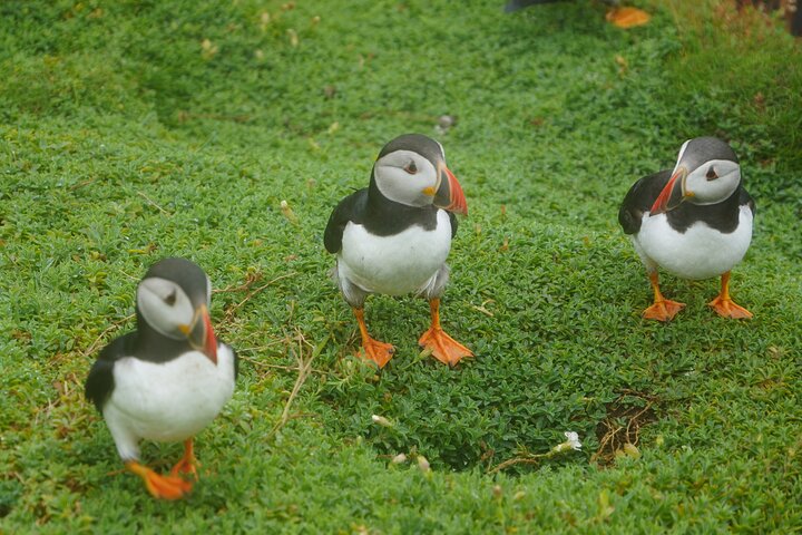 Blasket Island Sea Life Rib Tour,
