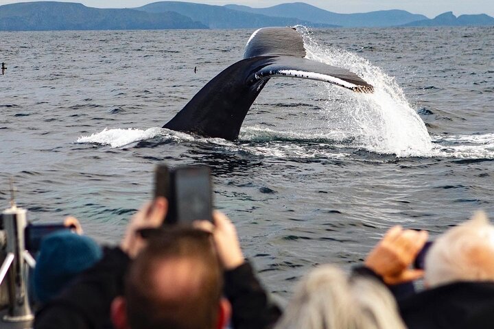 Blasket Island Sea Life Rib Tour,