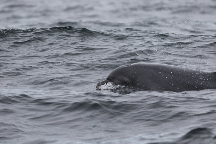 Blasket Island Sea Life Rib Tour,