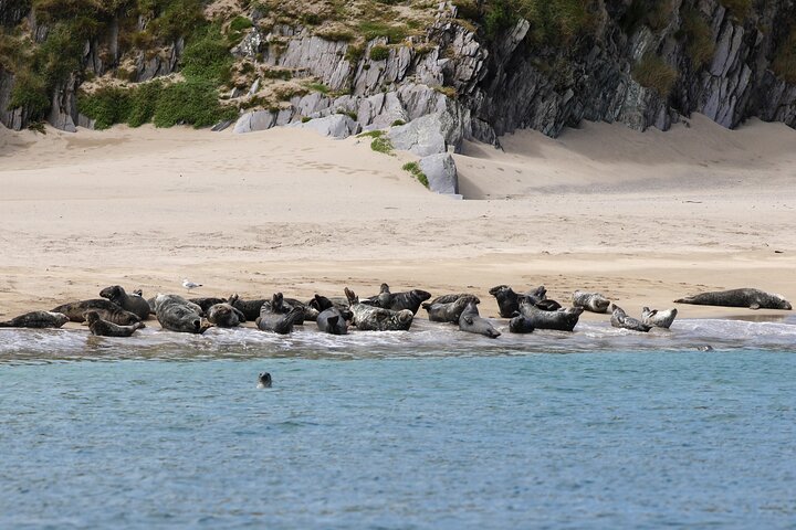Blasket Island Sea Life Rib Tour,