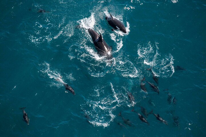Kaikoura Whale Watching - 45 Minute Ocean Safari