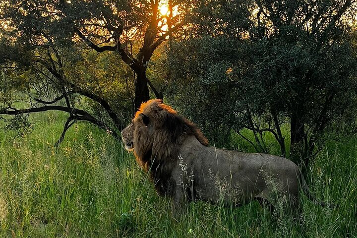 Private Full-Day Kruger National Park Safari