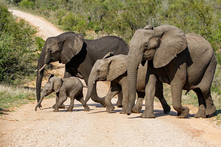 Private Full-Day Kruger National Park Safari