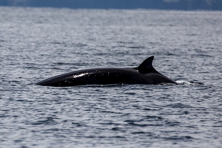 Blasket Island Sea Life Rib Tour,