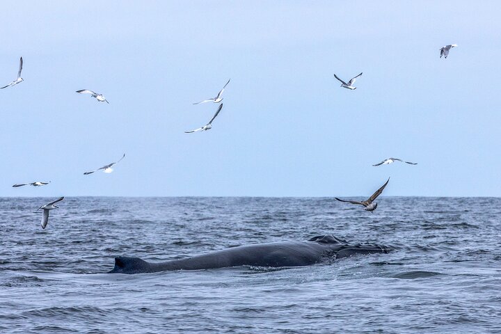Blasket Island Sea Life Rib Tour,